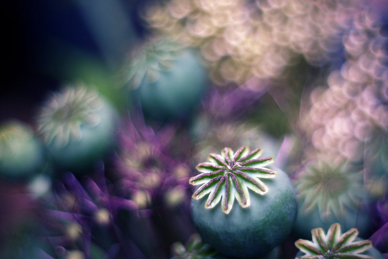 Rolli Mohn