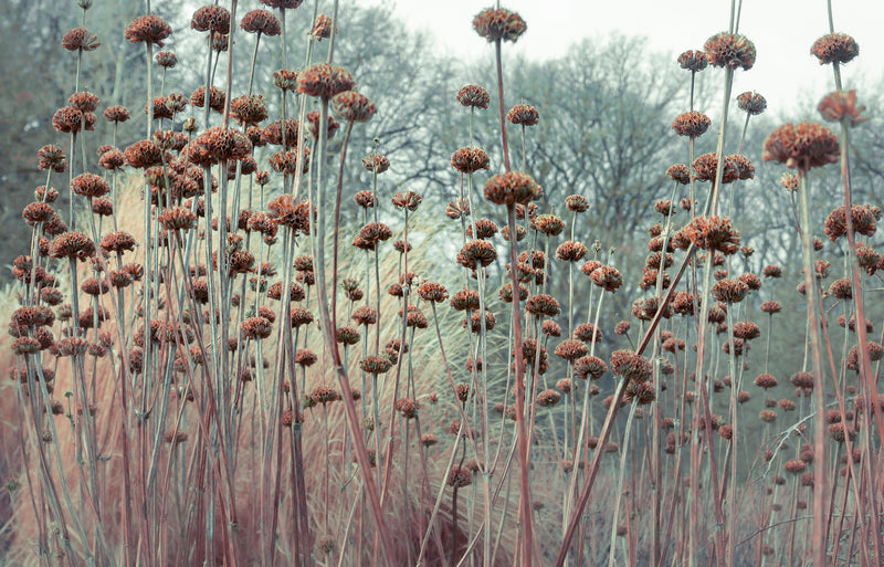 WENDE Rock Mohn/Phlomis