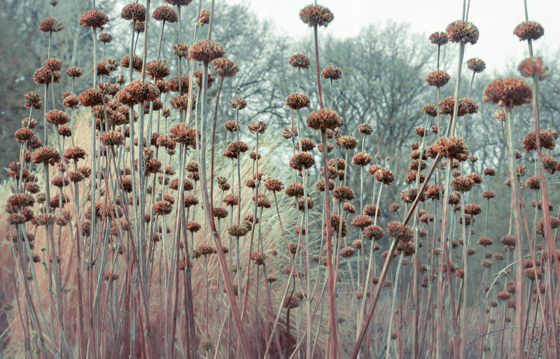 Tuch Mohn/Phlomis