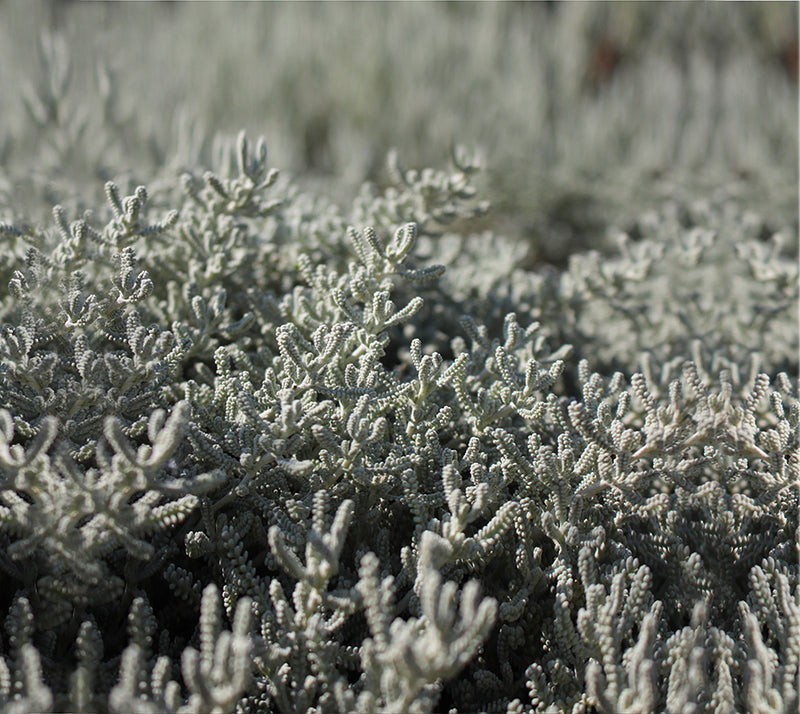 Tuch Olive/Sedum