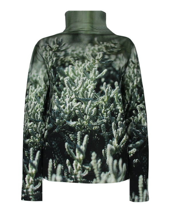 Rolli Sedum