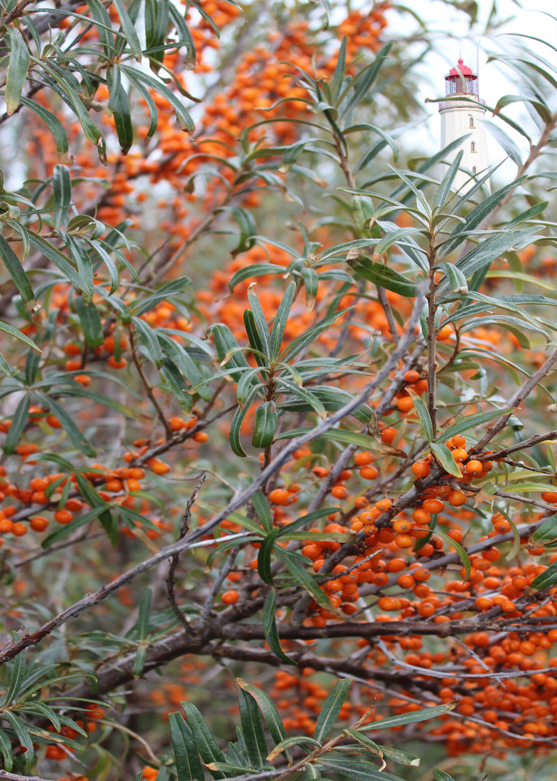 Sheath skirt sea buckthorn